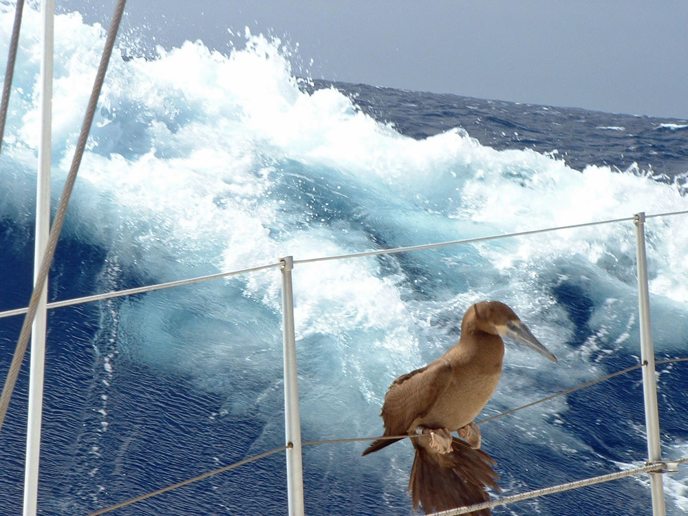 A Brown Booby lands on S?Y Alacazam in Mid-Atlantic