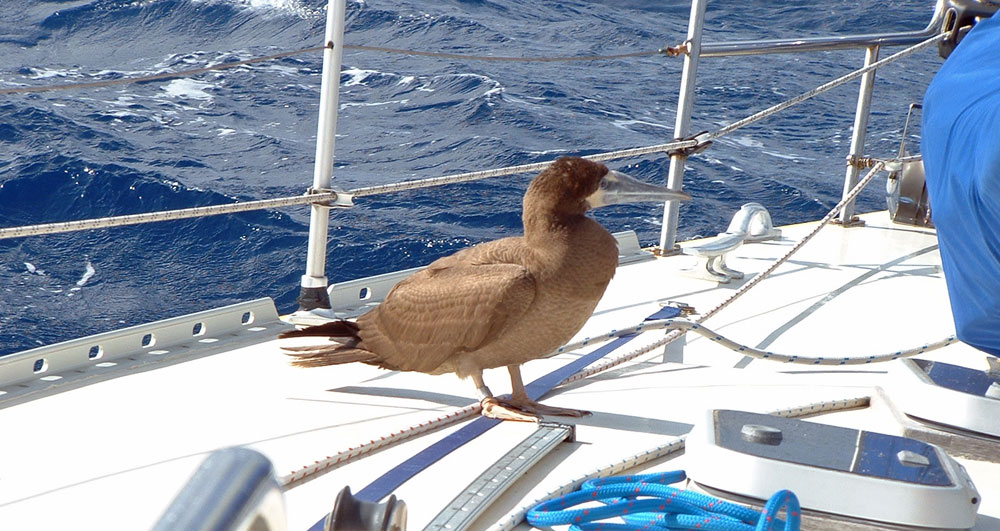 A Brown Booby hitches a lift across the Atlantic on S/Y Alacazam