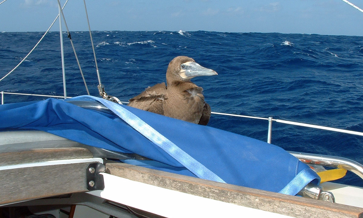 'Bird', a Brown Booby hitches a ride aboard Alacazam...