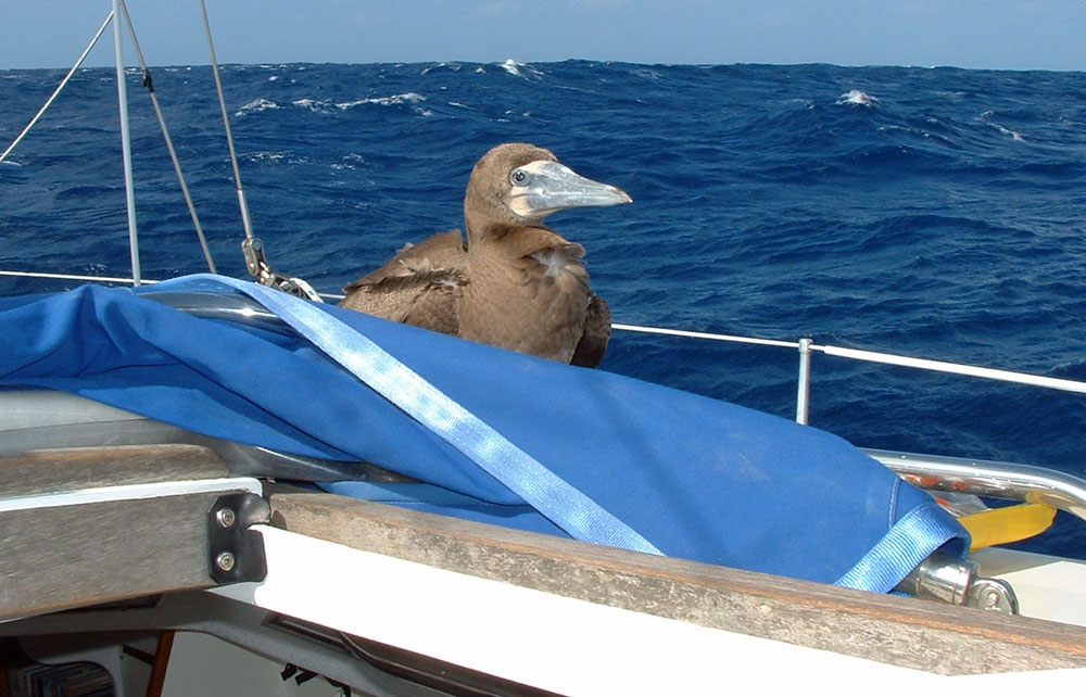 Brown Booby on Atlantic Passage