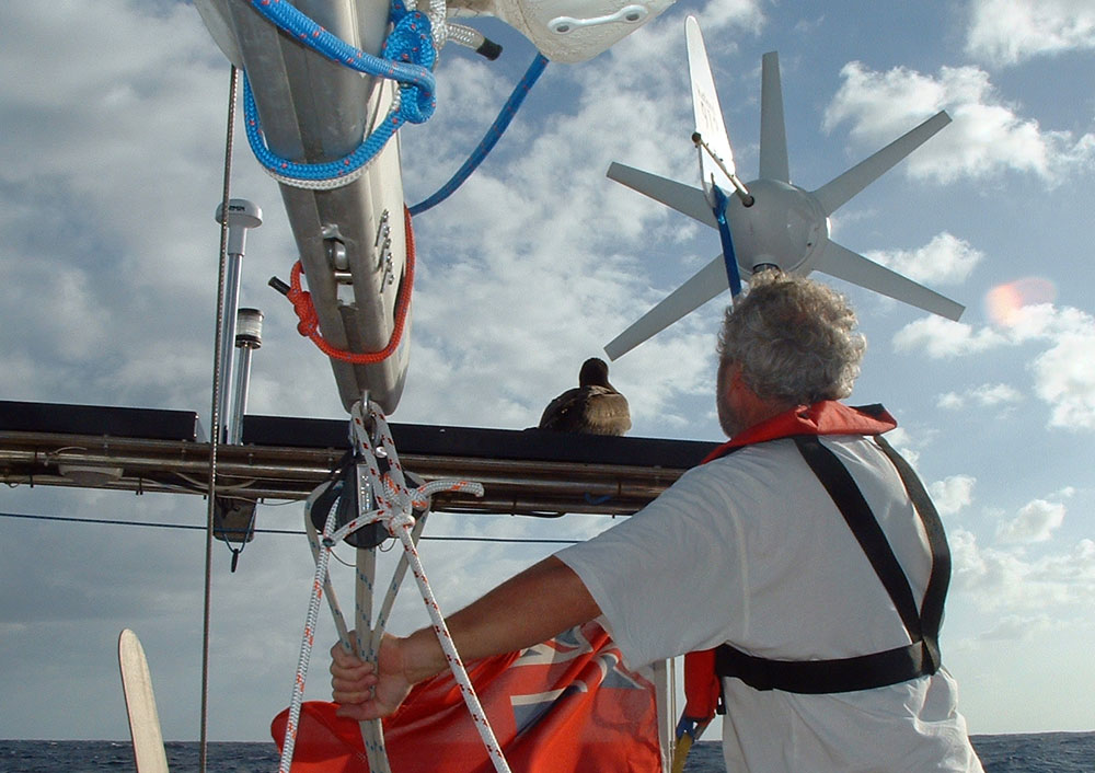"Bird", the Brown Booby the uninvited guest that styed with us most of the way across the Atlantic