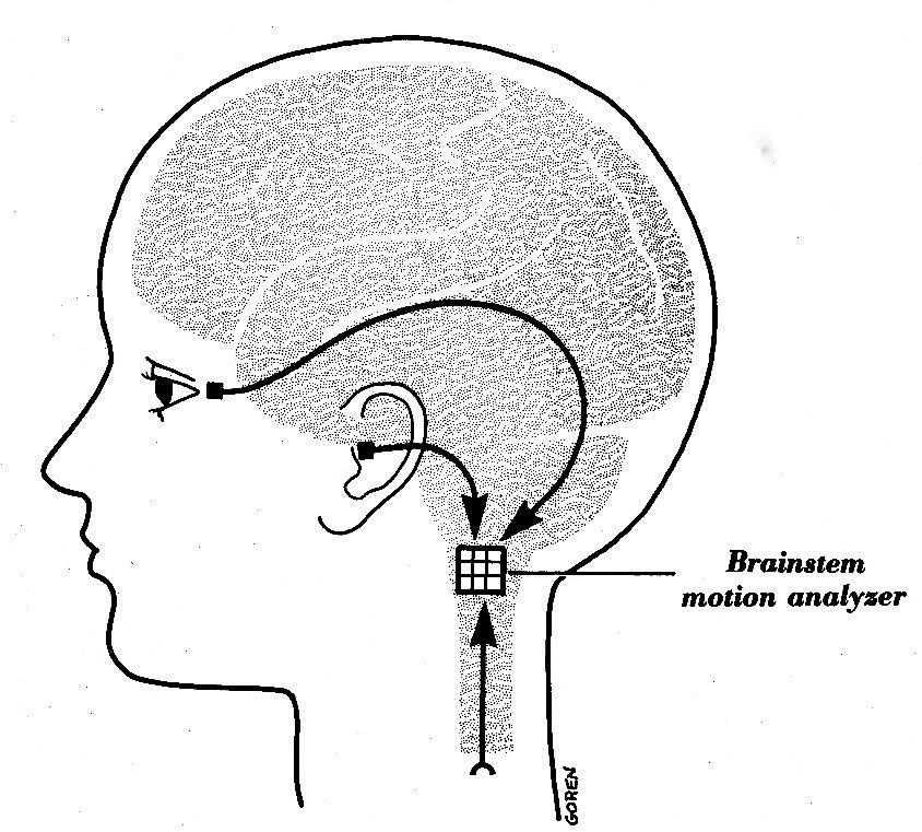 The 3 sensory systems that keep us upright: from the eyes, the inner ears, and the joints and muscles