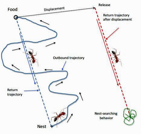 Figure 11: Outbound, return, and release after displacement