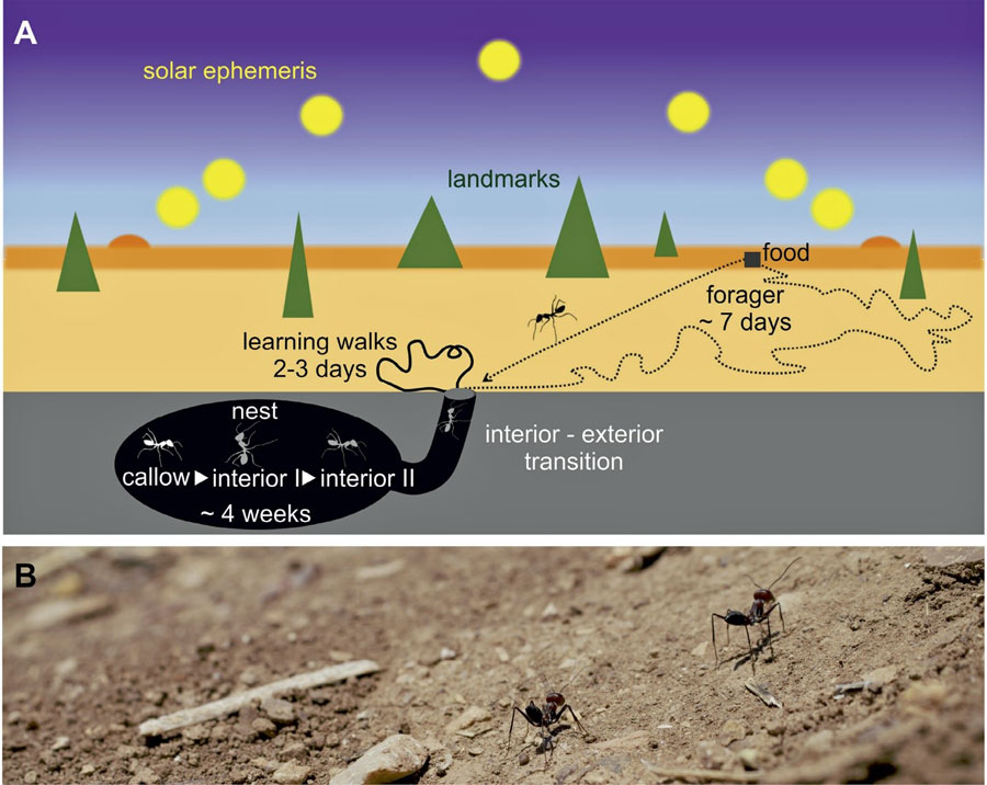 Figure 12: Ant foraging in the desert for food