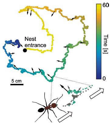 Figure 13: Ant on “learning walks”.