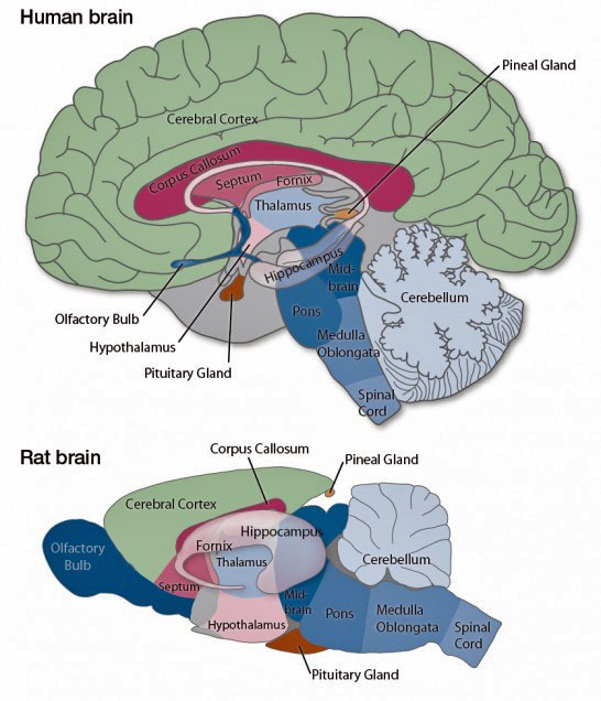 Figure 22: Human versus rat brain. The blue arrows point to the visual cortex.