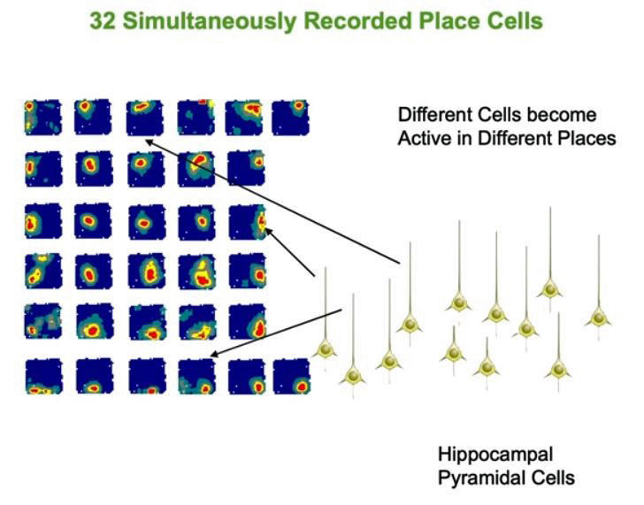Figure 23: Simultaneous Recorded Place Cells