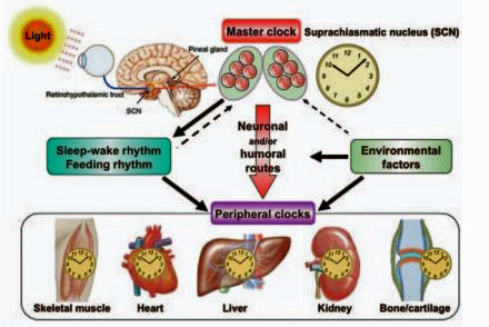 Illustration entitled 'Peripheral Clocks' from Dr Michael Martin Cohen's article 'Time and the Sailor's Brain'.