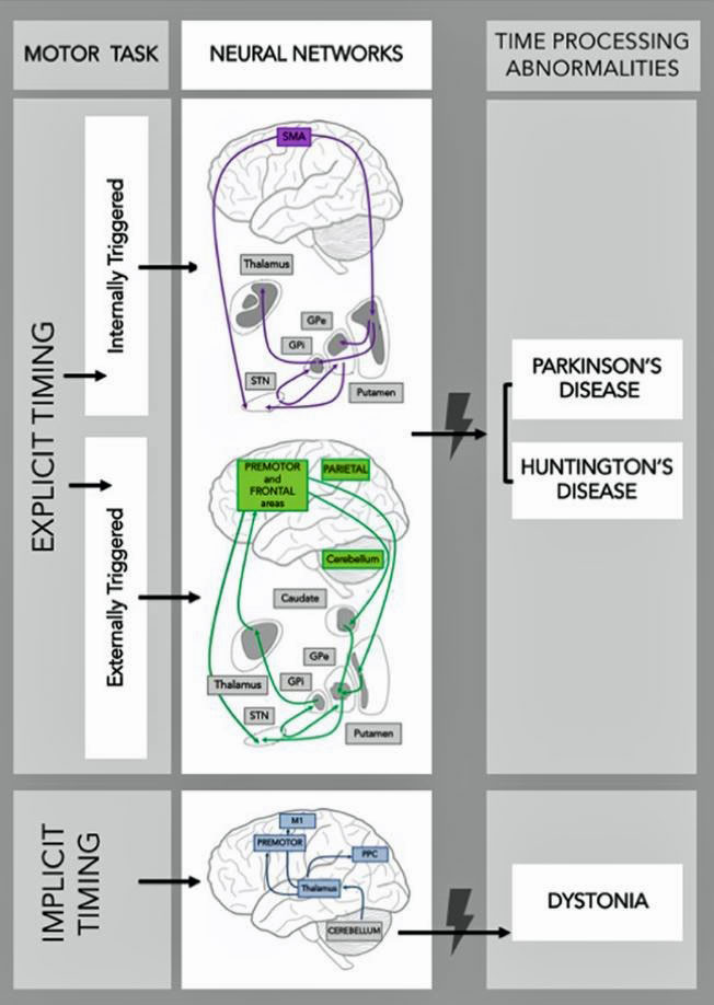 Illustration entitled 'Different Types of Motor Timing' from Dr Michael Martin Cohen's article 'Time and the Sailor's Brain'.