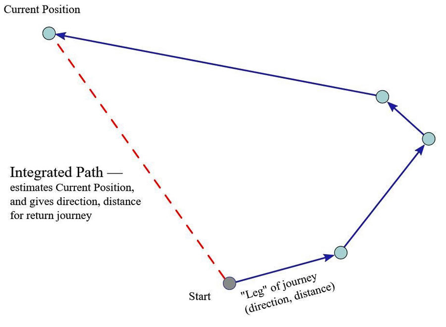 Figure 6 Path Integration – note the return journey