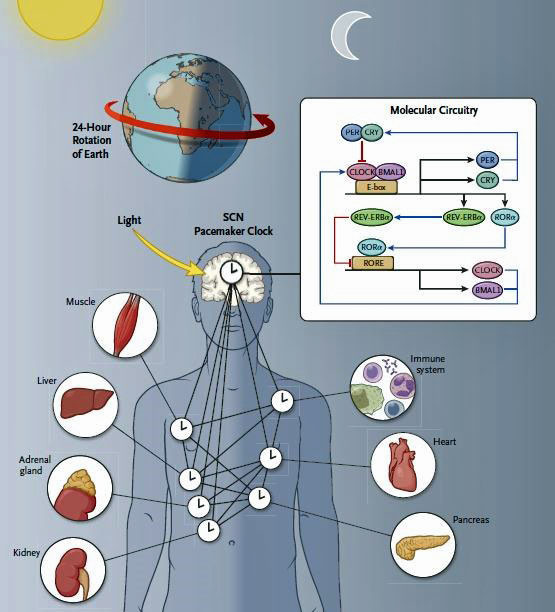 Figure 7: The SCN Pacemaker Clock