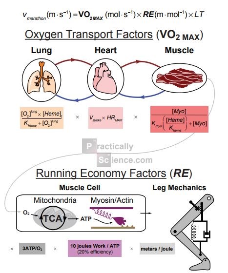 VO2 Max