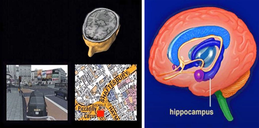 Figure 24: Maguire: London Taxi drivers, and the hippocampus