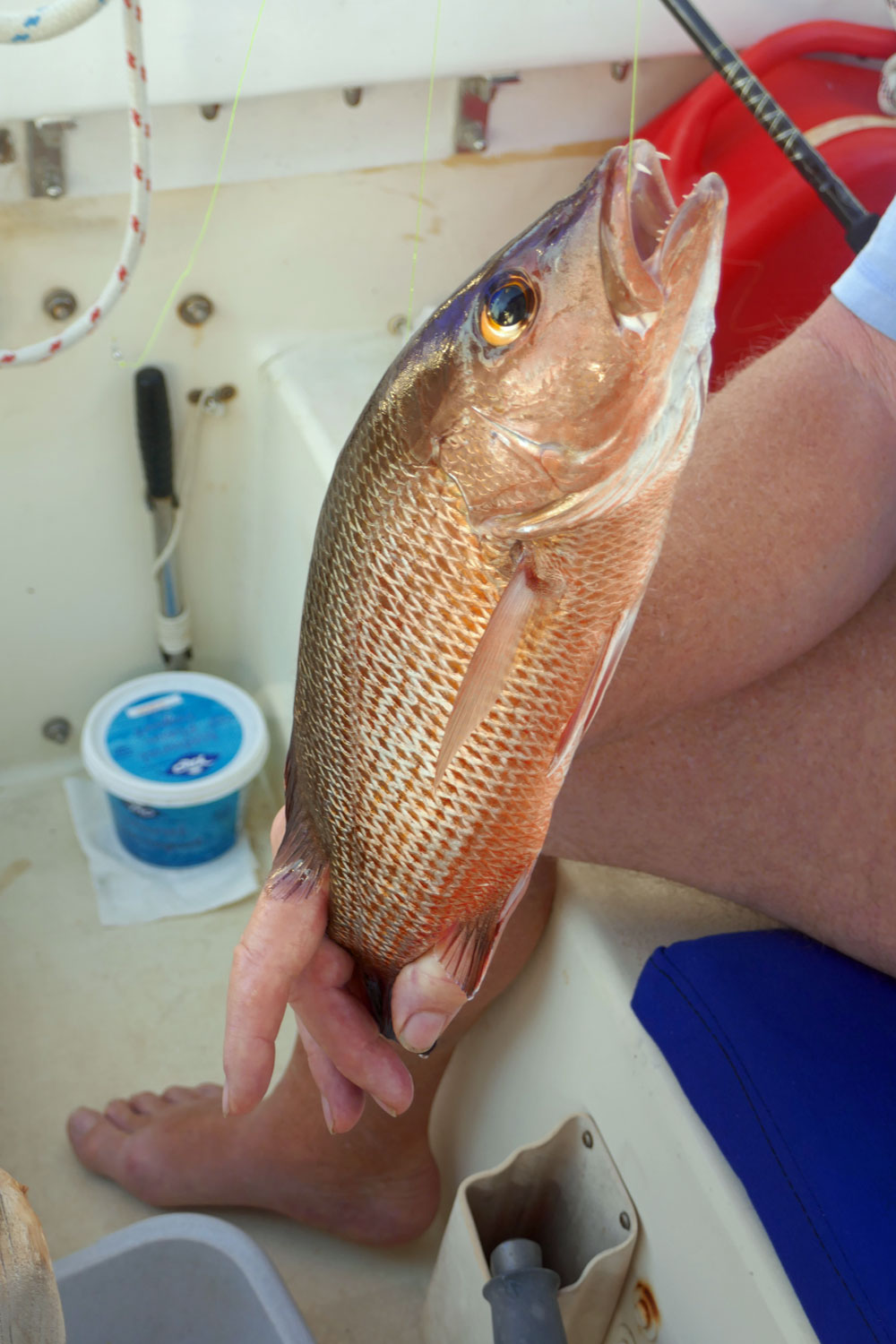 Snapper caught at anchor in Prickly Bay, Grenada