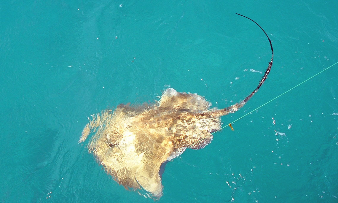 A hooked stingray