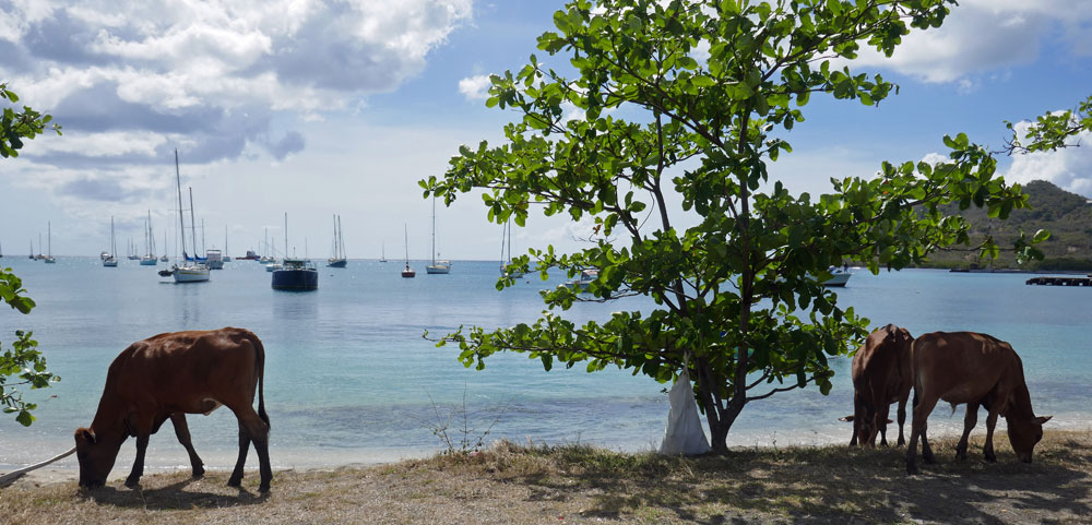 Tyrrel Bay anchorage, Carriacou