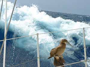 brown booby resting on sailboat in mid atlantic