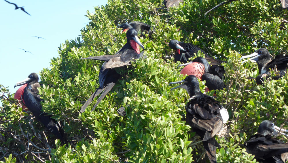 Barbuda Frigate Bird Colony
