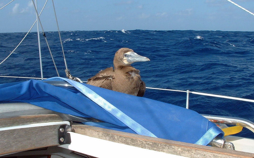 A Brown Booby on the coachroof of S/Y Alacazam