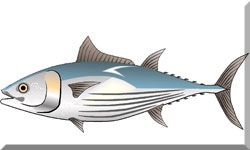 Sketch of a tuna