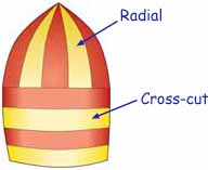 sketch showing radial and crosscut sections on a radial head spinnaker