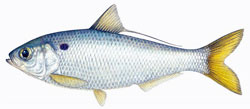 a threadfin herring